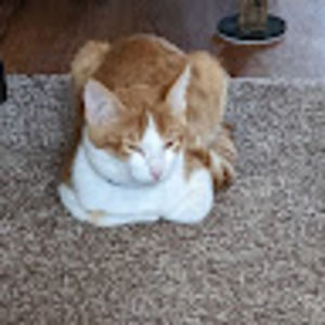 Meet your Posher, Bren